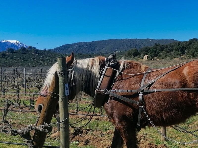 Chevaux attachés dans un vignoble avec montagnes en arrière-plan sous un ciel bleu clair en Corse.