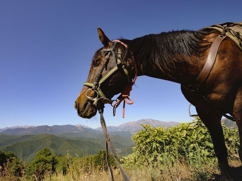 Gros plan d'un cheval marron avec harnais, paysage montagneux et ciel bleu en arrière-plan.
