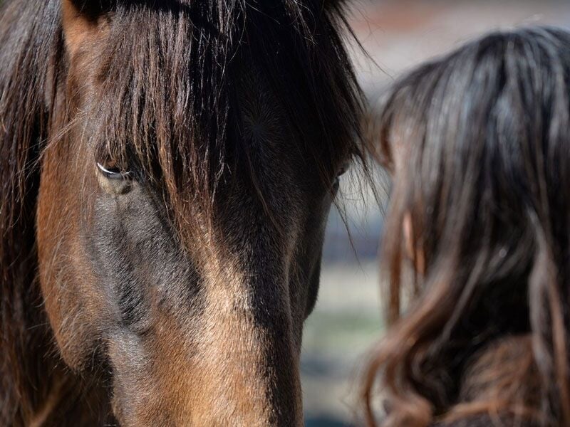 Visage d'un cheval noir avec une personne aux cheveux longs à côté, en gros plan.