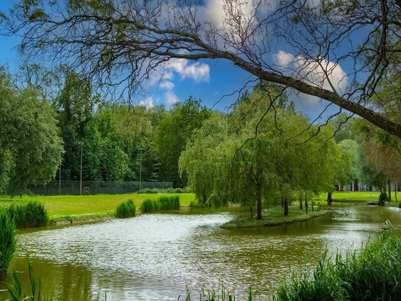 Paysage naturel avec un étang, arbres verts et ciel bleu, cadre paisible et verdoyant.