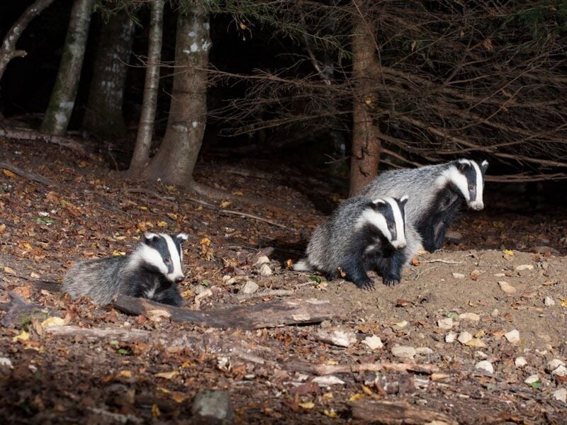 Trois blaireaux sortent de leur terrier dans une forêt sombre au sol couvert de feuilles mortes.
