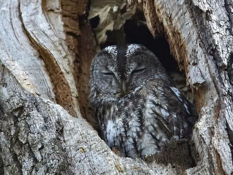 Un hibou gris est perché dans un tronc d'arbre creux, observant calmement son environnement naturel.