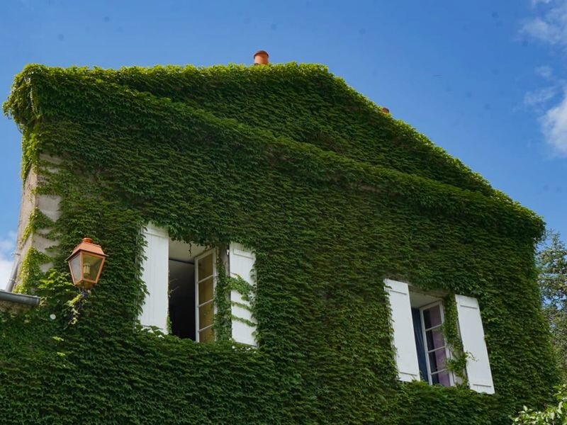 Façade d'une maison recouverte de lierre vert avec fenêtres blanches ouvertes sous un ciel bleu clair.