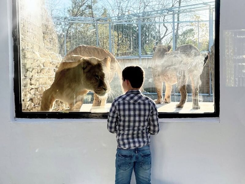 Un enfant en chemise à carreaux regarde à travers une vitre deux lions dans un enclos extérieur ensoleillé.