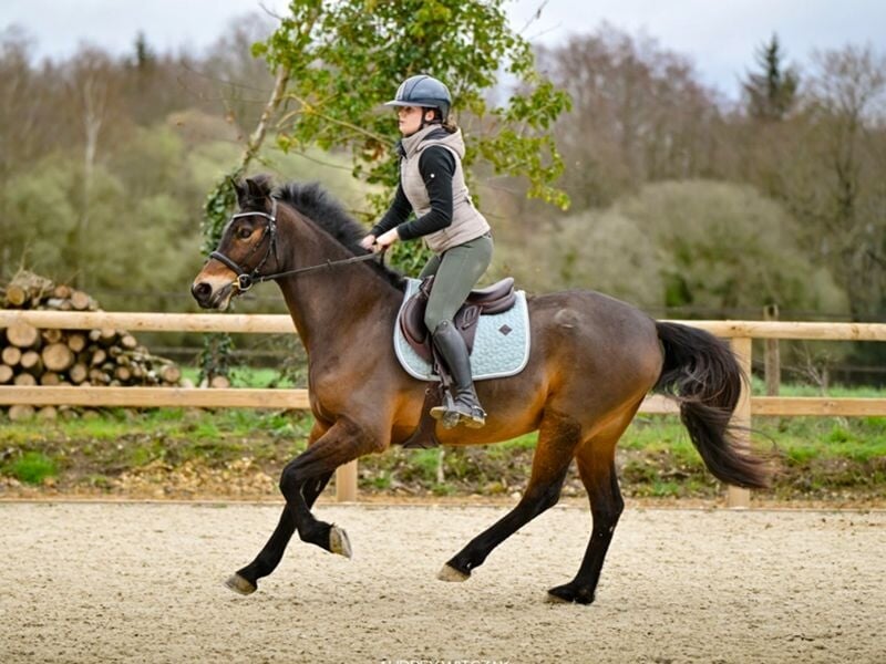 Cavalière en tenue d'équitation montant un cheval marron dans une carrière entourée de bois et de clôtures.