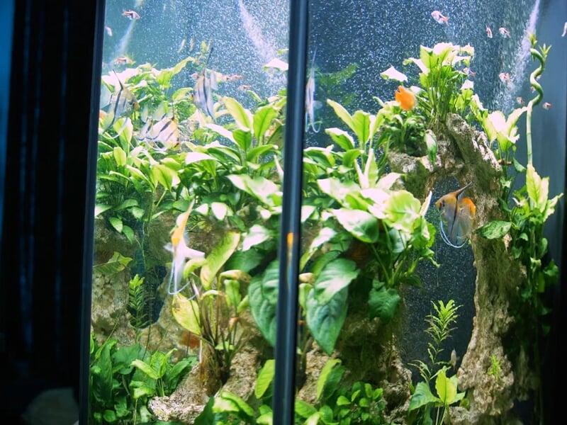 Gros plan sur un aquarium rempli de plantes vertes et poissons colorés dans un décor sombre.