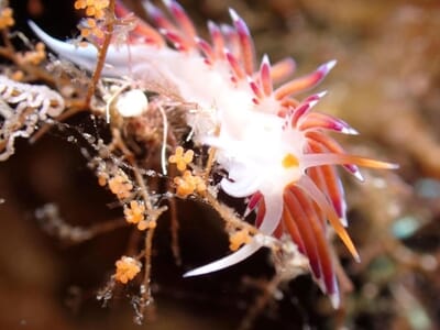 Snorkeling à Saint-Tropez - Randonnée Palmée en Méditerranée