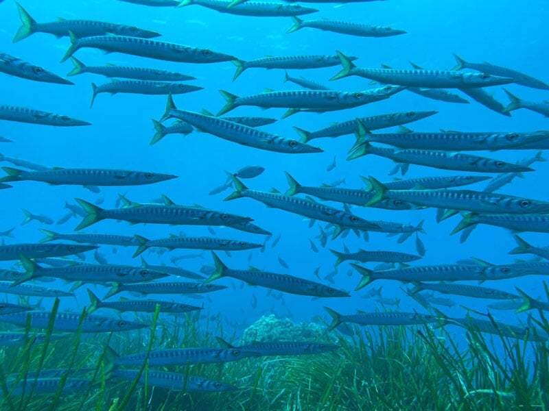 un banc de barracudas