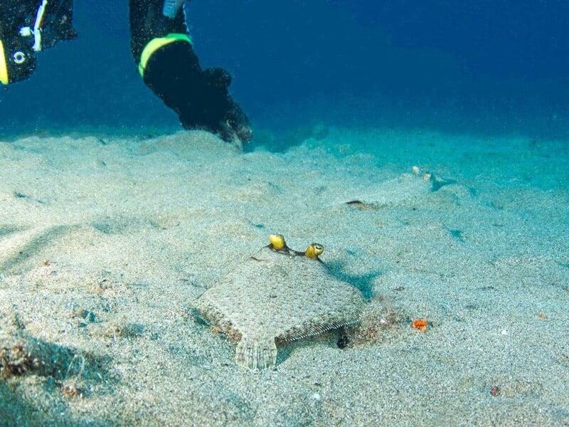 Poisson plat camouflé sur le sable au fond de l'eau, observé lors d'une plongée sous-marine.
