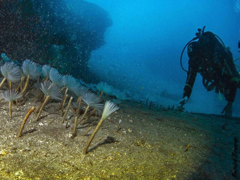 Plongeur explorant le fond marin avec des anémones ou coraux en forme de plumeaux à Arcachon.