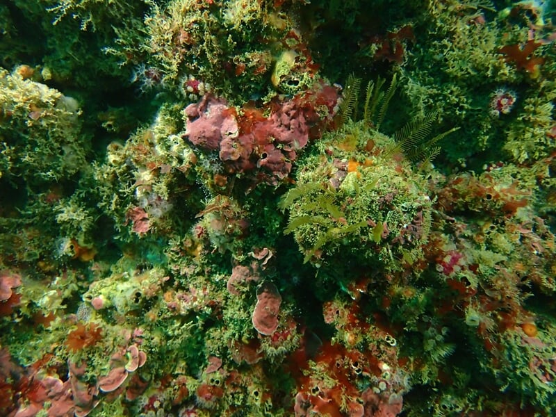 Fond marin couvert d'algues et de coraux multicolores avec une grande diversité de vie marine.