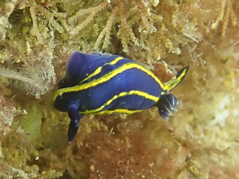 Nudibranche bleu et jaune se déplaçant sur un fond rocheux recouvert d'algues marines.