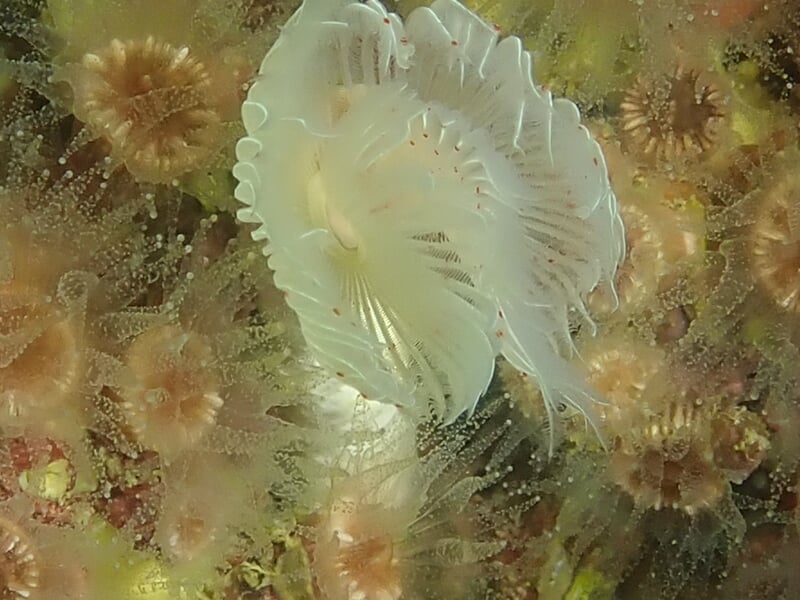 Organismes marins blancs en forme de plume fixés sur un fond rocheux sous l'eau.