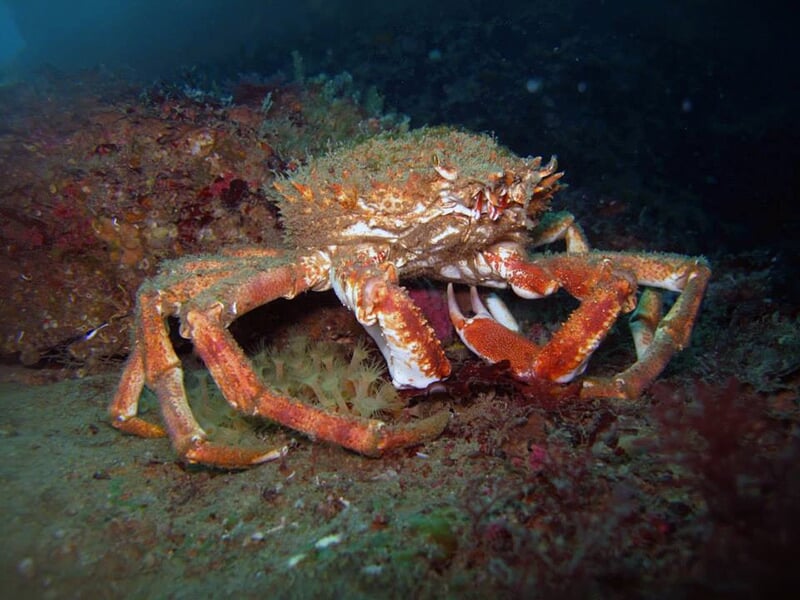 Crabe-araignée sous l'eau, recouvert d'algues et de sédiments, posé sur un fond marin rocheux.