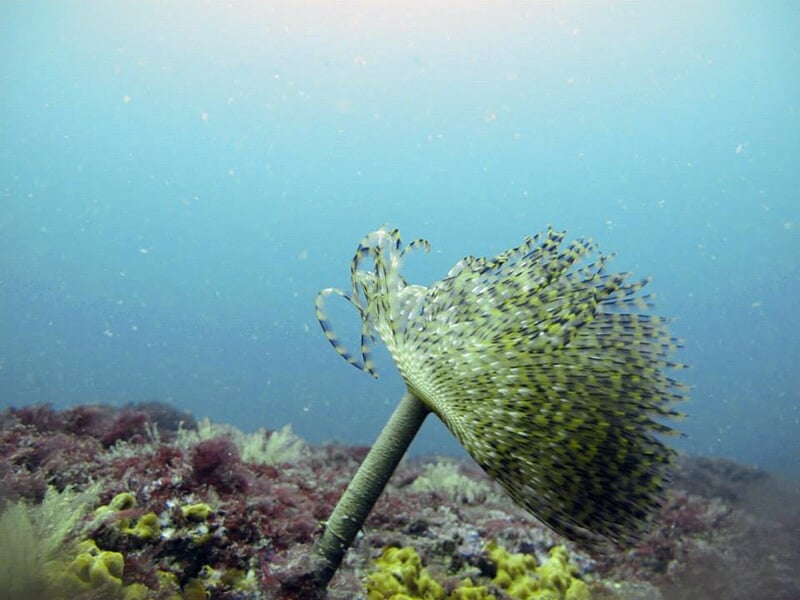 Ver tubicole sous l'eau avec sa couronne de branchies en éventail, sur un fond marin couvert d'algues.