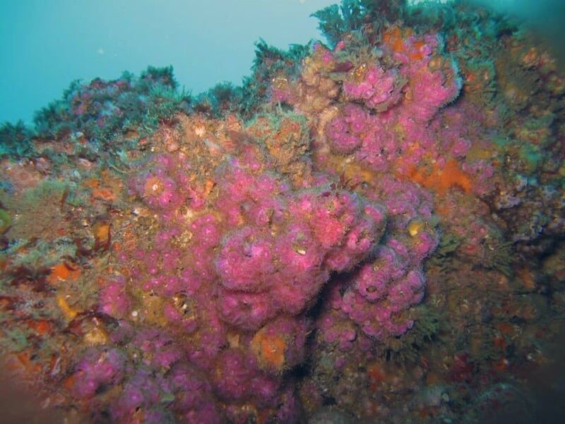 Récif sous-marin recouvert de coraux roses et d'autres organismes marins colorés.