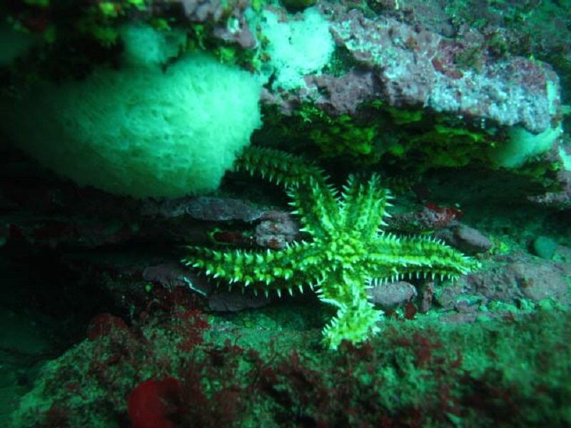 Étoile de mer verte fixée sur un rocher sous-marin entouré d'algues et de coraux.